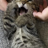 キジトラ猫のサンちゃん