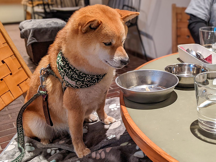 無の表情でごはんの皿を見つめる柴犬、小次郎さん（写真協力：チビ柴小次郎さん（@ shibakojiro））