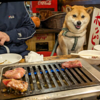 焼き肉を前に満面の笑みを浮かべる柴犬、小次郎さん（写真協力：チビ柴小次郎さん（@ shibakojiro））