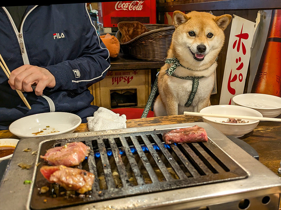 焼き肉を前に満面の笑みを浮かべる柴犬、小次郎さん（写真協力：チビ柴小次郎さん（@ shibakojiro））