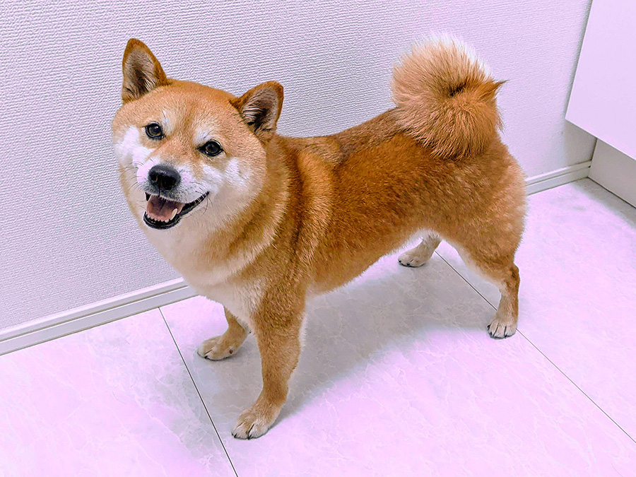 お風呂上がりにとびきりの笑顔を浮かべる柴犬、小次郎さん（写真協力：チビ柴小次郎さん（@ shibakojiro））