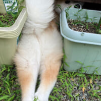 植木鉢の間に挟まる秋田犬