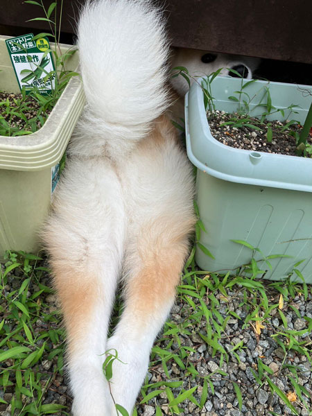 植木鉢の間に挟まる秋田犬