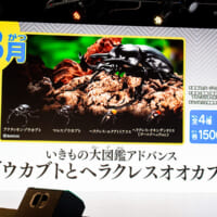 90mmカプセルで8月発売予定の「いきもの大図鑑アドバンス ゾウカブトとヘラクレスオオカブト」