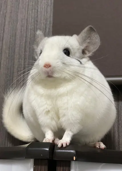 チンチラ　白　haco deco様作品 チンチラ 白 haco deco様作品