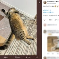 クセの強い落ち方をしているミヌエットのひなくん