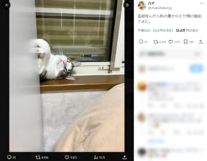 「呼んだ？」　名前を呼ばれてヌッと現れた猫さんが渾身のドヤ顔を披露