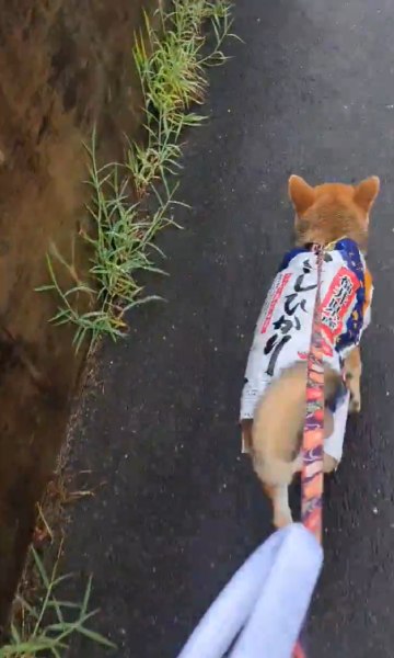 レインコート嫌いのワンちゃんに米袋で雨具を手作り　これなら平気だワン