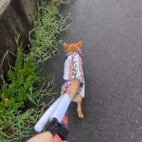 苦手な雨の日でも足取り軽く散歩しています