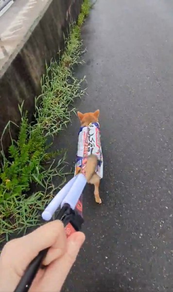 苦手な雨の日でも足取り軽く散歩しています