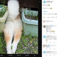 娘からのLINEに映る愛犬の行動に爆笑