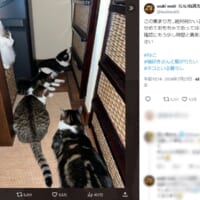 「この集まり方……絶対何かいる」と投稿した飼い主さん