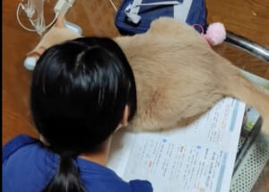 夏休みの宿題をしたい中学生と阻止する猫