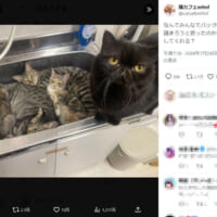 猫カフェでサボる猫たちが可愛すぎる