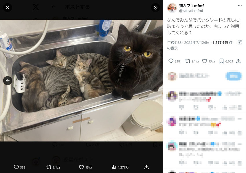 猫カフェでサボる猫たちが可愛すぎる