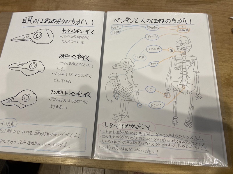 「頭のほねの形のちがい」や「ペンギンと人のほねのちがい」などをまとめたレポート