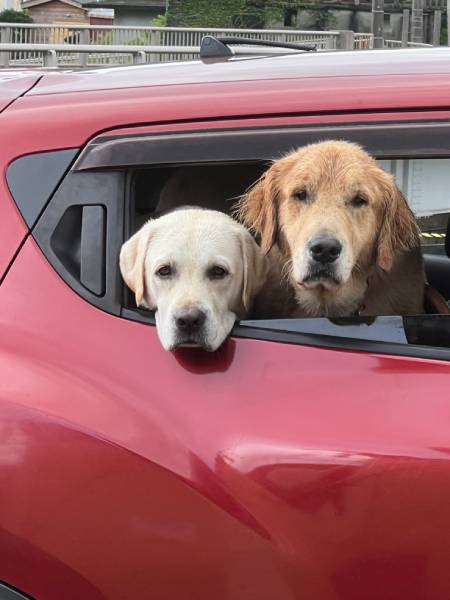 こっそりお菓子を食べていると愛犬たちの視線にドキッ「自分ばっかり……」