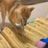 前足キックを繰り返す柴犬が話題