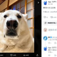 シロクマにしかみえない犬がSNSで話題