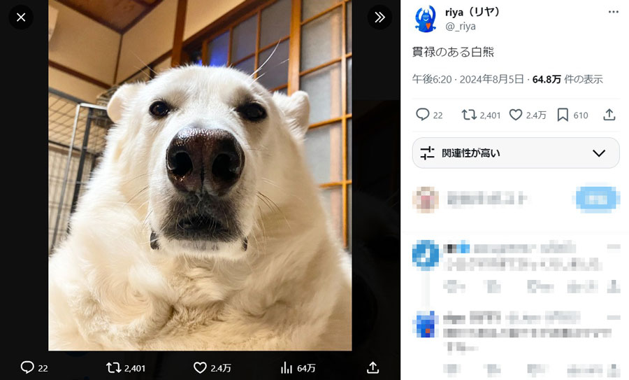 シロクマにしかみえない犬がSNSで話題