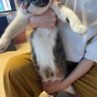 飼い主に行く手を遮られる猫ちゃんの形相が必死すぎる　視線の先にあるものは