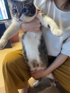 飼い主に行く手を遮られる猫ちゃんの形相が必死すぎる　視線の先にあるものは