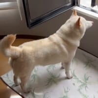 暑ッ！ゆっくり下がっていく柴犬の尻尾に爆笑