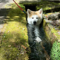 お母さん犬の永遠（とわ）ちゃん