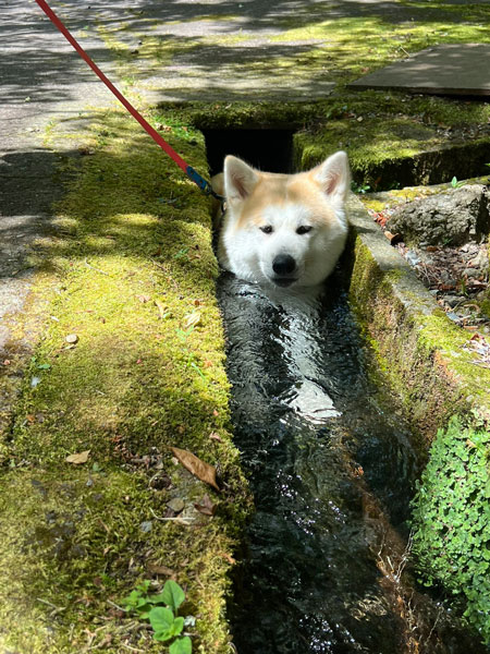 お母さん犬の永遠（とわ）ちゃん