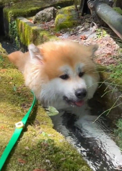 「冷やし犬」爆誕！自らせき止めた水を飲む秋田犬がかわいすぎる