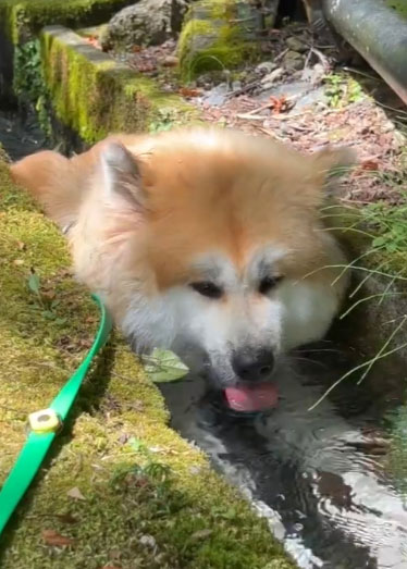 自ら浸かって水を飲み始めた