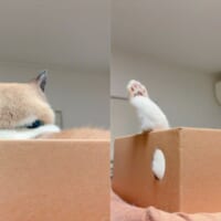 熟睡すると足が上がっちゃう猫ちゃん　犬神家ならぬ猫神家？