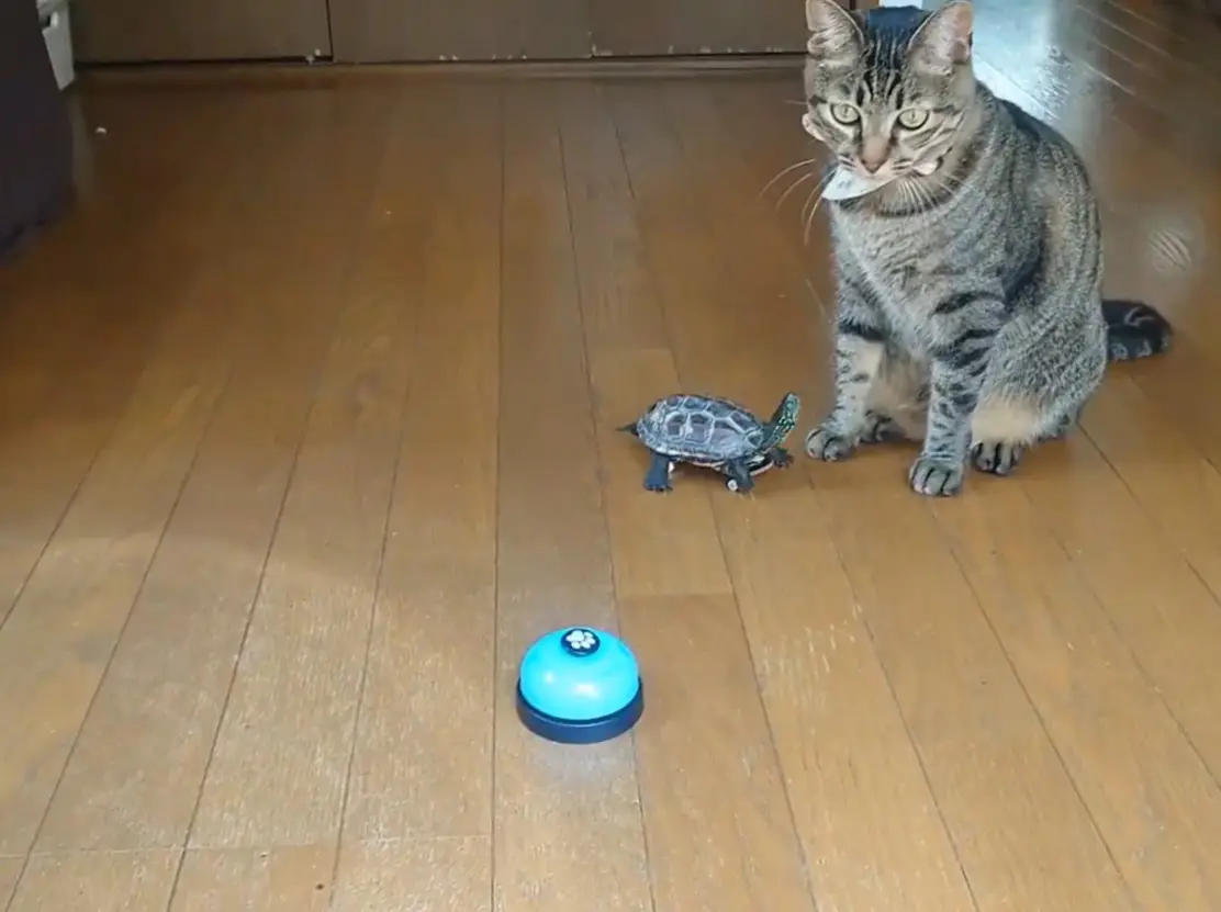 僕はベルじゃないよ~!ベルと間違えて亀を押しちゃった猫 僕はベルじゃないよ~!ベルと間違えて亀を押しちゃった猫