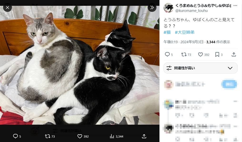 弟猫を座布団にして寛ぐ猫ちゃん