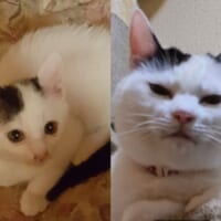 一緒に生活すると猫も飼い主に似てくる？　7年前との比較写真にほっこり