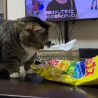 様子をうかがうぽんたくん