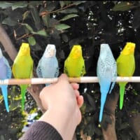 まさしく紙ワザ！100均の折り紙と画用紙で作ったインコが本物にしか見えない