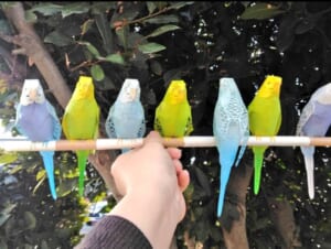 まさしく紙ワザ！100均の折り紙と画用紙で作ったインコが本物にしか見えない