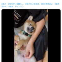 柴犬リンちゃんパンくんさんの投稿