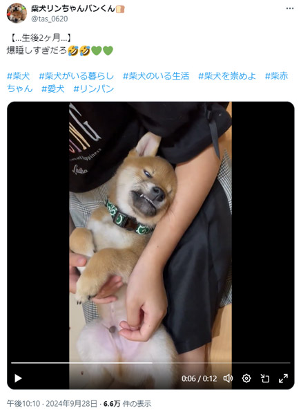 柴犬リンちゃんパンくんさんの投稿