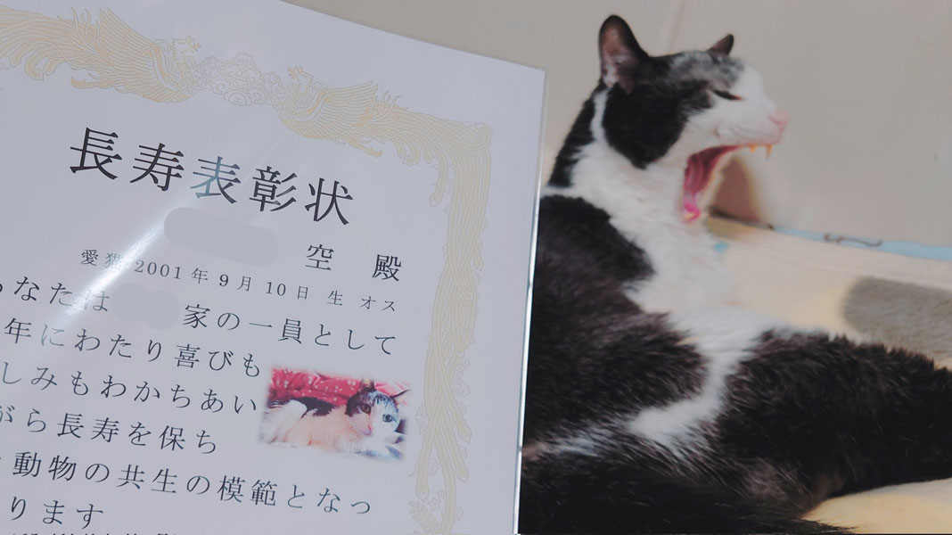 23歳の誕生日を迎えたおじいちゃん猫　長寿の秘訣とは？