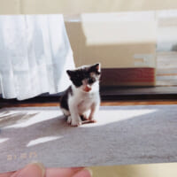 2001年に産まれた保護猫の空ちゃん