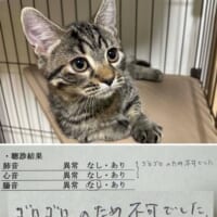 愛猫の診察結果に飼い主爆笑　肺音心音の聴診は「ゴロゴロのため不可」