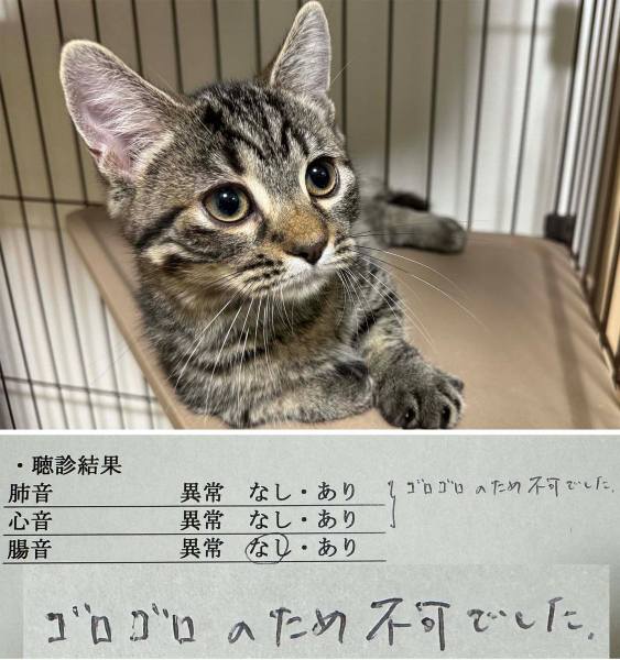 愛猫の診察結果に飼い主爆笑　肺音心音の聴診は「ゴロゴロのため不可」