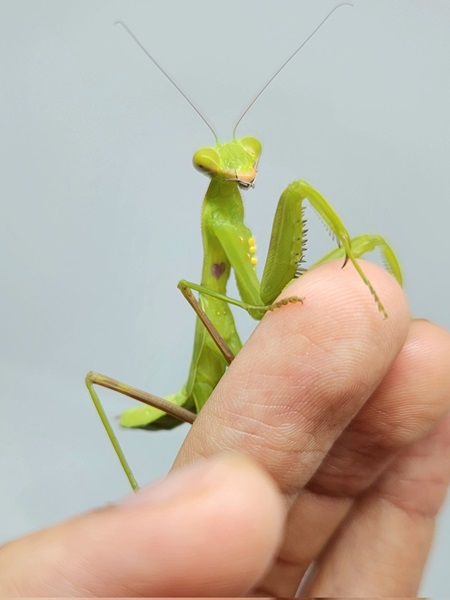 ハートマークにギャップ萌え！可愛すぎるカマキリ発見