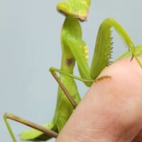 お腹にハートマークが付いているカマキリ