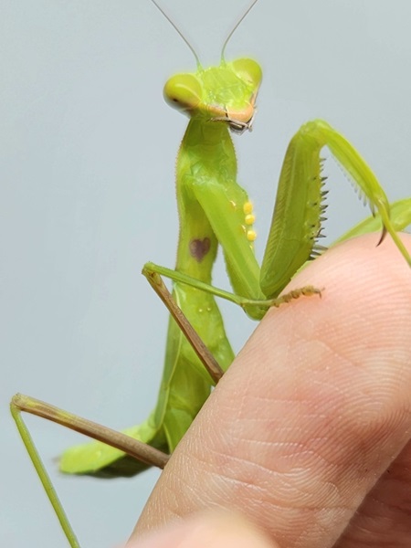 お腹にハートマークが付いているカマキリ