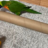 巨大な筒に興奮MAXのインコ　ゴキゲンなようすに癒やされる