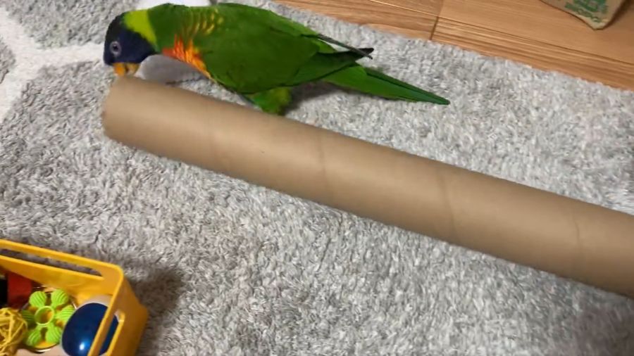 巨大な筒に興奮MAXのインコ　ゴキゲンなようすに癒やされる