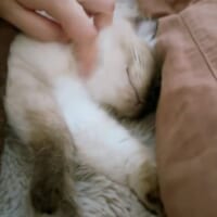 伸びはするものの全然起きない猫ちゃん